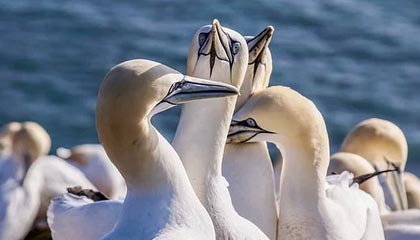 pg电子中国官网-夏凌云缨先手留人被景诗女娲方块留住，无幻姬小满赶来收割